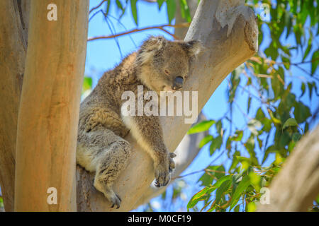 Koala schlafend auf einem Zweig Stockfoto