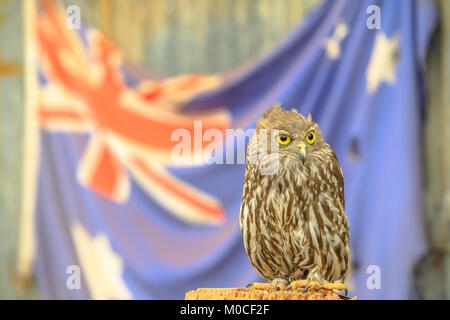 Eule mit australischen Flagge Stockfoto