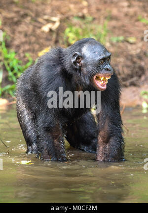 Lächelnd Bonobo stehend im Wasser des Teiches. Bonobo (Pan paniscus). Demokratische Republik Kongo. Afrika Stockfoto