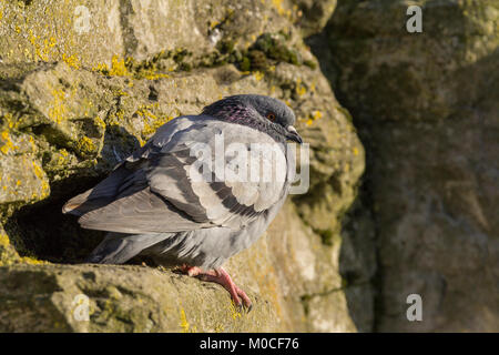 Pigeon Rock Dover feral Variation zu Hause in London an der Feuchtgebiete. Schutz und Nahrung in den Städten Ackerland und Naturschutzgebiete wie dieses. Stockfoto