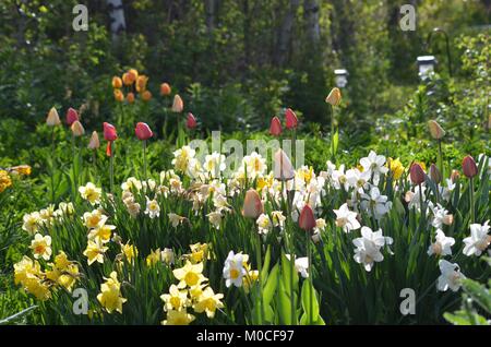 Eine frische blühende Blume Garten voll von hellen und farbenfrohen Frühling Tulpen und Narzissen tanzen im Sonnenlicht. Stockfoto