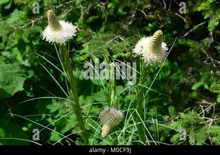 Tragen Gras oder der gebürtige Amerikaner besser als indische Korb Gras bekannt. Diese höhenlage Blumen blühen in Kolonien alle fünf bis sieben Jahre Stockfoto