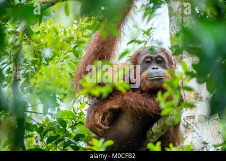 Bornesischen Orang-utan im Baum unter Regen in der wilden Natur. Zentrale bornesischen Orang-utan (Pongo pygmaeus wurmbii) auf dem Baum im natürlichen Lebensraum. Trop Stockfoto