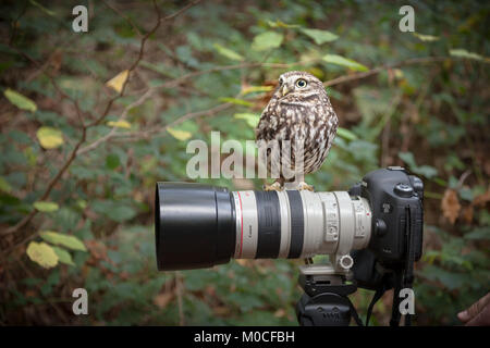 Kleine Eule setzte sich auf der Kamera Stockfoto
