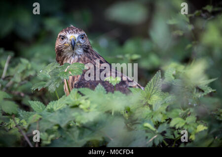 Red Tail Hawk sat im Baum Stockfoto