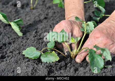 Die Gardener's Hände das Einpflanzen einer Erdbeere Sämling im Garten Stockfoto