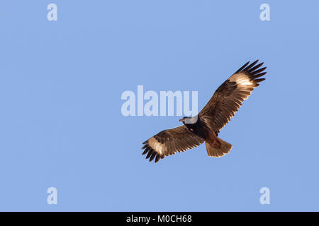 Schwarz-breasted Bussard (Hamirostra melanosternon) Stockfoto