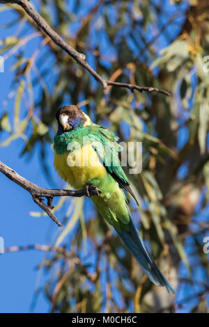 Australische Ringneck (Barnardius zonarius zonarius) Race''. AKA Port Lincoln Parrot Stockfoto