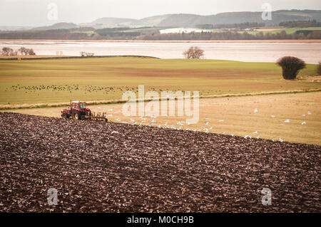 Ein Traktor Pflügen eines Feldes durch Vögel entlang des Flusses Tay in der Nähe von Perth, Schottland gefolgt wird. 30. November 2011. Stockfoto