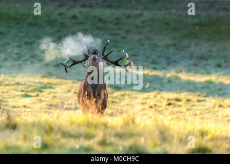Ein einsamer Red Deer Hirsch, Cervus elaphus, brüllen in der kalten Morgen herbstliche Luft bei Studley Royal Deer Park, Yorkshire, England. 25. Oktober 2010 Stockfoto