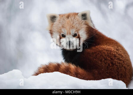 Eine Nahaufnahme Bild eines Roten Panda, Ailurus fulgens, im Schnee am Highland Wildlife Park, Kingussie, Schottland. 29. Dezember 2009 Stockfoto