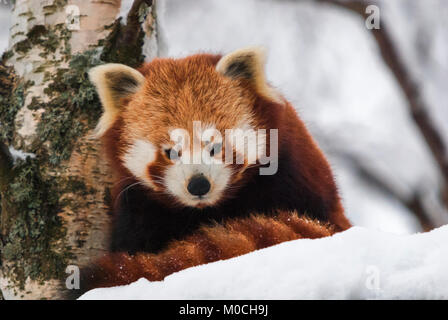 Eine Nahaufnahme Bild eines Roten Panda, Ailurus fulgens, im Schnee am Highland Wildlife Park, Kingussie, Schottland. 29. Dezember 2009 Stockfoto