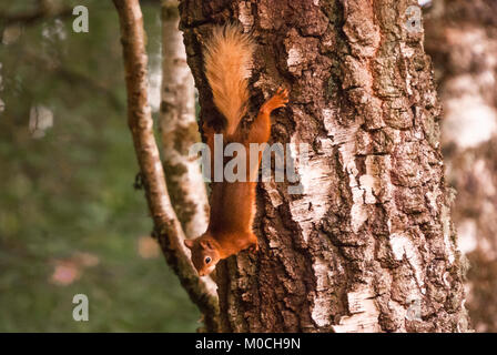 Ein Eichhörnchen, Sciurus vulgaris, gestoppt, in der Mitte ein silberner Birke, Betula pendula in Ardnamurchan, Lochaber, Schottland. 15. Juni 2011 Stockfoto