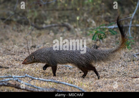 Ruddy Mongoose - Herpestes smithii - civets Carnivore aus Sri Lanka Busches und Wälder Stockfoto