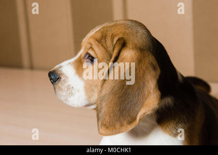 Close-up cute puppy mit langen Ohren und traurigen braunen Augen indoor. Von der Seite. Stockfoto