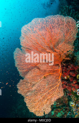 Unterwasser Fotografie Anilao, Philippinen, seafun, Coral Reef Stockfoto