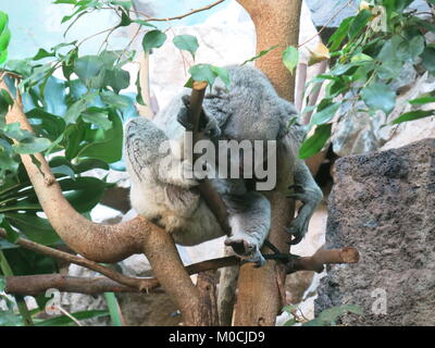 Schlafenden Koala in einem Baum im Frühling Stockfoto