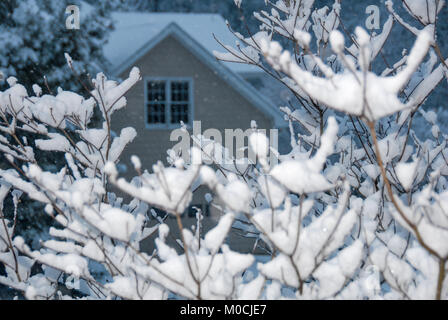 Dogwood tree branches dick mit Schnee in ein Atlanta, Georgia Nachbarschaft. (USA) Stockfoto