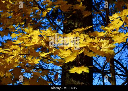 Herbst Farben eines Ahorn mit gelb/goldene Blätter. Stockfoto