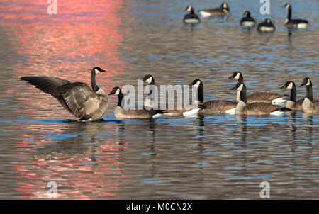 Schwarm Kanadagänse (Branta canadensis) bei Sonnenaufgang, Saylorville Lake, Iowa, USA. Stockfoto