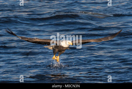 Der Weißkopfseeadler (Haliaeetus leucocephalus) Jagen Fischen am Mississippi River, Iowa, USA Stockfoto