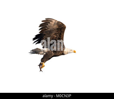 Der Weißkopfseeadler (Haliaeetus leucocephalus) mit einem gefangenen Fisch, auf weißem Hintergrund. Stockfoto