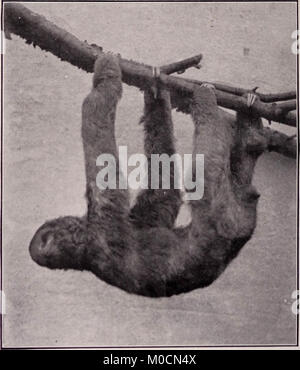 "Unsere Suche nach einer Wüste; ein Konto von zwei ornithologische Expeditionen in Venezuela und in Britisch-guayana' (1910) Stockfoto