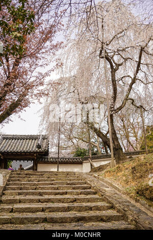 Nara, Japan - Apr 3, 2014. Menschen zu Buddhistischen Tempel am Kirschblüte in Nara, Japan kommen. Nara ist Japan erste dauerhafte Kapital, wurde ich Stockfoto