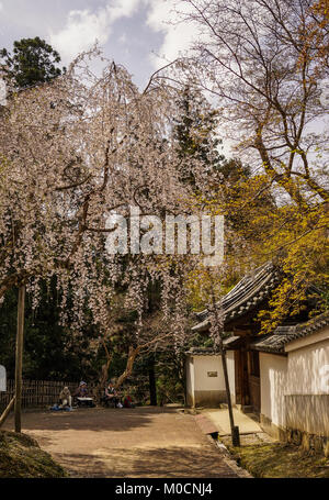 Nara, Japan - Apr 3, 2014. Menschen Zeichnung über die Kirschblüte in Nara, Japan. Nara ist Japan erste dauerhafte Kapital, wurde im Jahr 710 gegründet Stockfoto