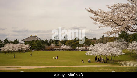 Nara, Japan - Apr 3, 2014. Menschen im Park mit Kirschblüten in Nara, Japan entspannen. Nara ist Japan erste permanente Hauptstadt war in den etablierten Stockfoto