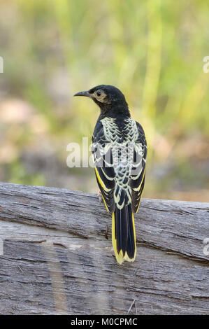 Regent Honeyeater Anthochaera Phrygien kritisch bedrohte Fotografiert in der Chiltern Wald, Victoria, Australien Stockfoto