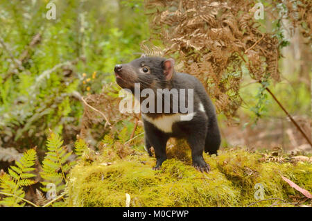 Tasmanische Teufel Sarcophilus harrisii Junge Teufel fotografiert in Tasmanien, Australien Stockfoto