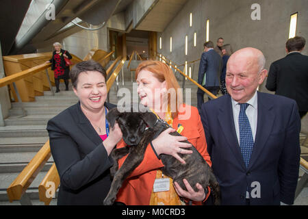 Ruth Davidson MSP mit Welpen im schottischen Parlament Pic Peter Devlin Stockfoto