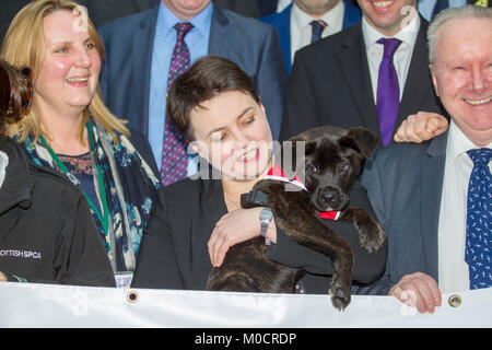 Ruth Davidson MSP mit Welpen im schottischen Parlament Pic Peter Devlin Stockfoto