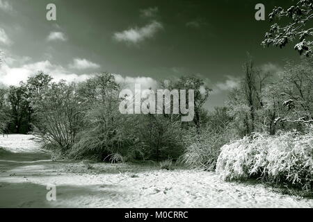 Winter in Sepia. Stockfoto