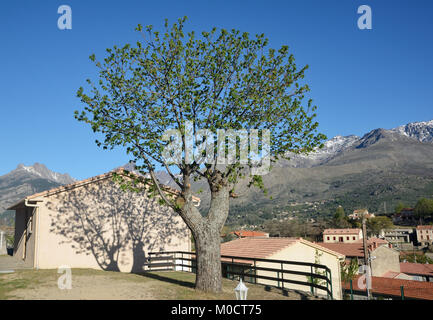 Mountain Village Calacuccia in der Mitte von Korsika Stockfoto