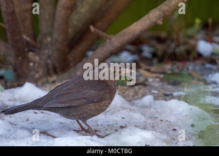 Weibliche Amsel im Schnee in Garten Stockfoto