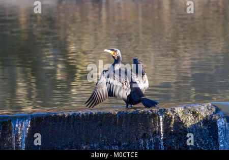 Kormoran trocknet Flügel auf dem Fluss in Durham City Verschleiß Stockfoto