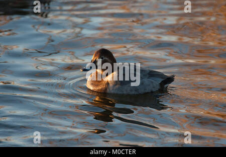 , Pochard Aythya ferina, alleinstehenden Frauen schwimmen. Dezember getroffen. Welney, Norfolk, Großbritannien. Stockfoto