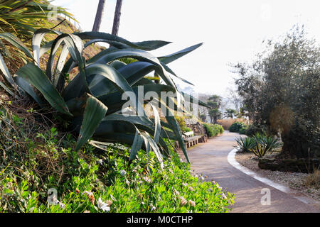 Agave Americana, die saftigen Jahrhundert Pflanze, dominiert eine Winter Blick in die Royal Terrace Gardens an der Küste von Torquay, South Devon, Großbritannien Stockfoto