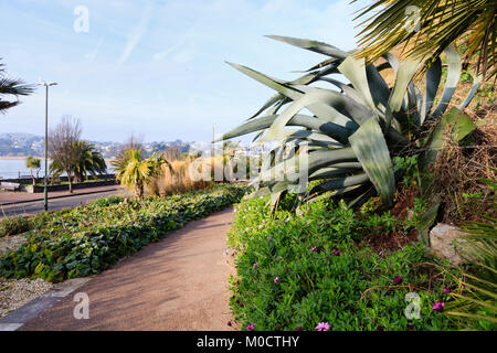 Agave Americana, die saftigen Jahrhundert Pflanze, dominiert eine Winter Blick in die Royal Terrace Gardens an der Küste von Torquay, South Devon, Großbritannien Stockfoto