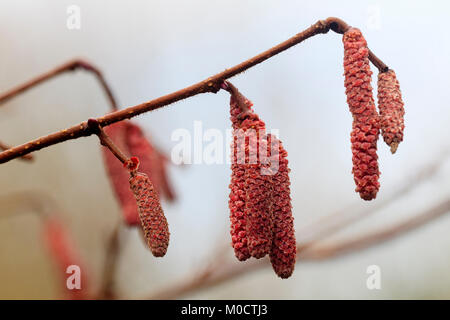 Red winter Palmkätzchen des Ornamentalen roten Haselnuss, Corylus maxima 'Red Filbert' Stockfoto