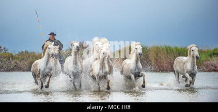 Reiter auf dem weißen Pferd treibt die Pferde durch das Wasser. Herde von weissen Pferden durch Wasser galoppieren. Frankreich. Camargue Stockfoto