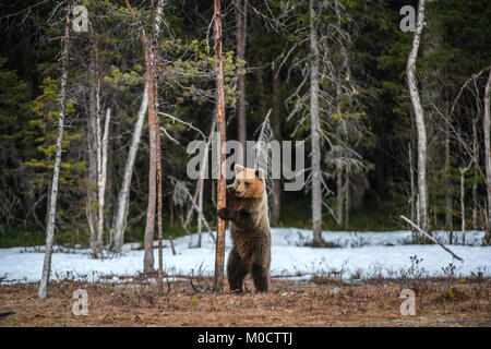 Braunbär (Ursus arctos) stehend auf seine Hinterbeine auf einen Sumpf im Frühjahr Wald. Stockfoto