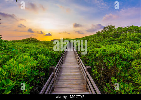 Mangrovenwald mit Holz Weg Stockfoto