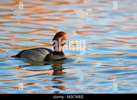 , Pochard Aythya ferina, einzigen männlichen Erwachsenen schwimmen. Slimbridge, Gloucestershire, VEREINIGTES KÖNIGREICH Stockfoto