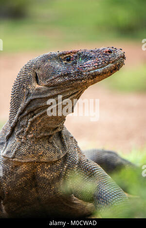 Close up Portrait von Komodo Drache. (Varanus komodoensis) die größte in der Welt lebenden Eidechse im natürlichen Lebensraum. Insel Rinca. Indonesien. Stockfoto