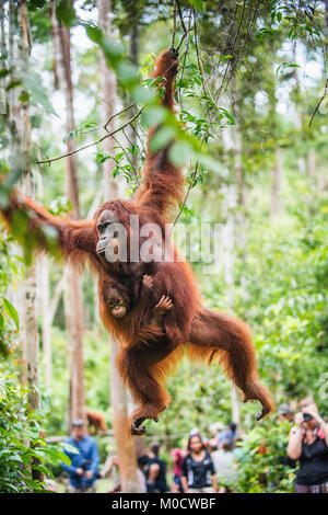 Mutter Orang-utan und Cub in einen natürlichen Lebensraum. Bornesischen Orang-utan (Pongo pygmaeus) wurmmbii in der wilden Natur. Regenwald der Insel Borneo. Indonesien Stockfoto