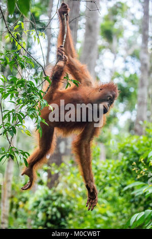 Junge des Bornesischen Orang-utan im Baum einen natürlichen Lebensraum. Bornesischen Orang-utan (Pongo pygmaeus wurmbii) in der wilden Natur. Regenwald der Insel getragen Stockfoto