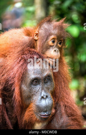 Von der Mutter zurück. Cub von Orang-utan auf Mutter zurück. Grüne Regenwald. Natürlicher Lebensraum. Bornesischen Orang-utan (Pongo pygmaeus wurmbii) in der wilden Natur. Stockfoto